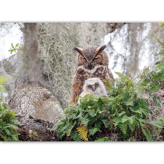 Great Horned Owl 1000 Piece Jigsaw Puzzle By Cobble Hill - Puzazzled